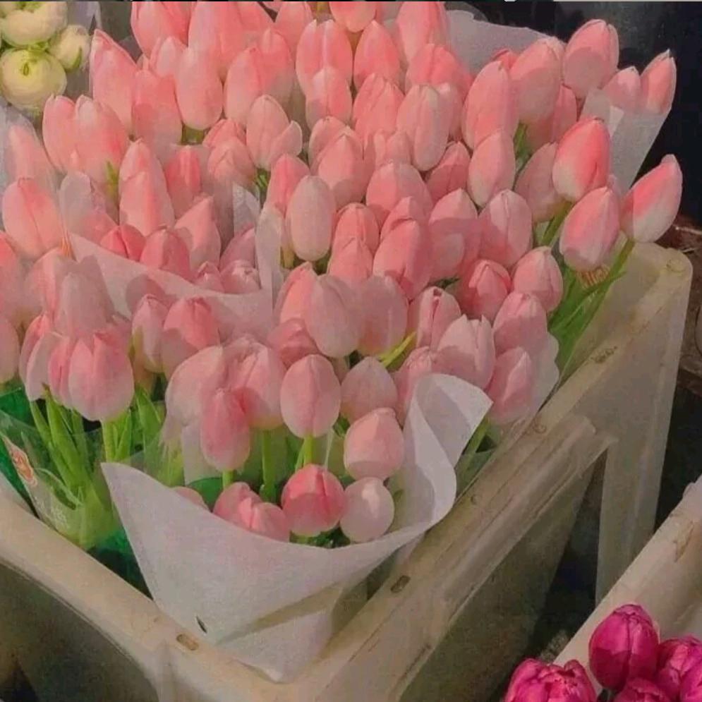 🌺  古丽  🌺