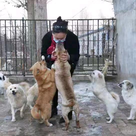 敦煌流浪动物梁麻麻救助小院