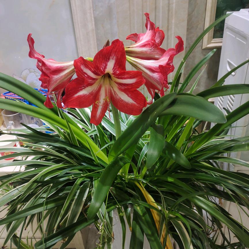 工程机械租赁有限公司
