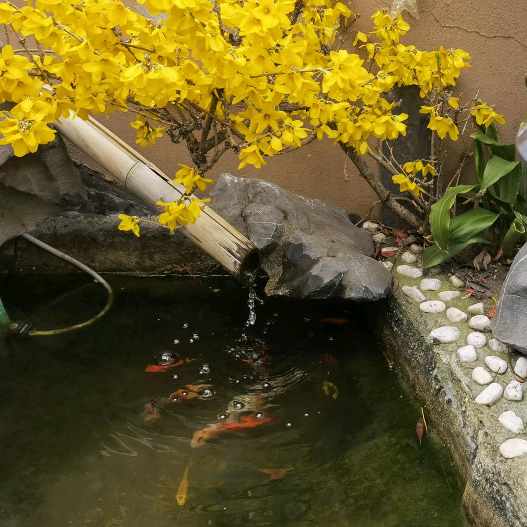 小葱伴伴