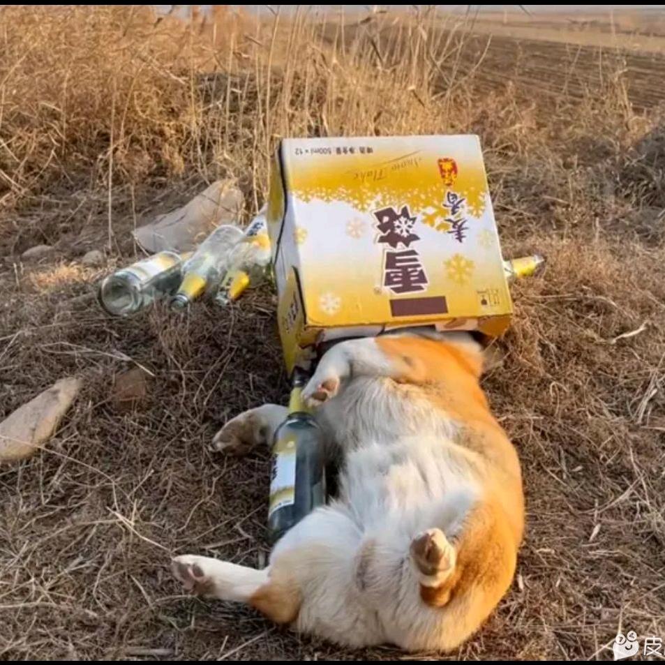 晚风扶动你的发