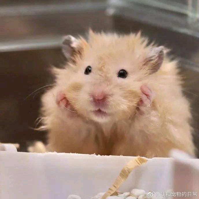 萌牙儿宠物店头像