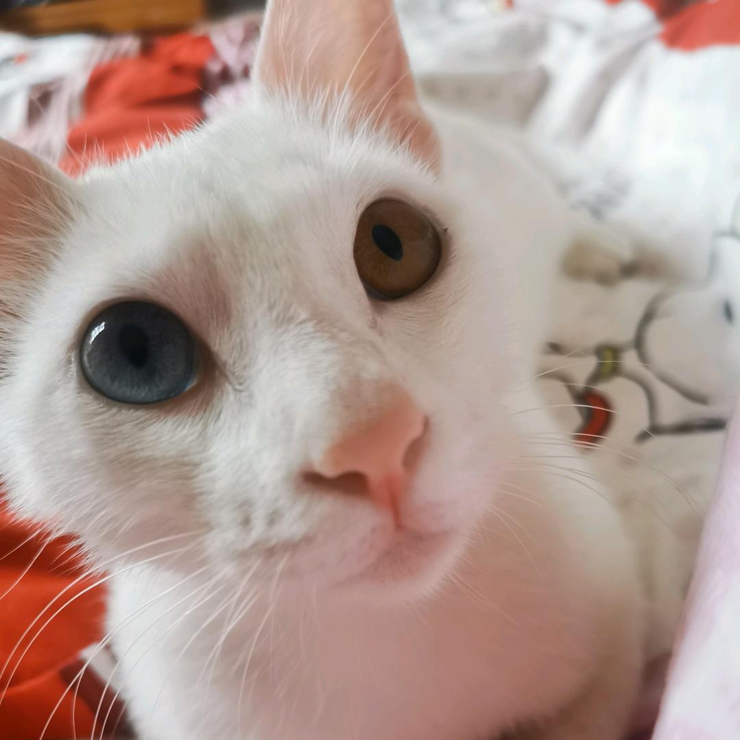 🌈苟月🌈