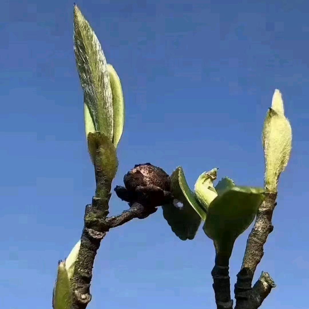 茶人
