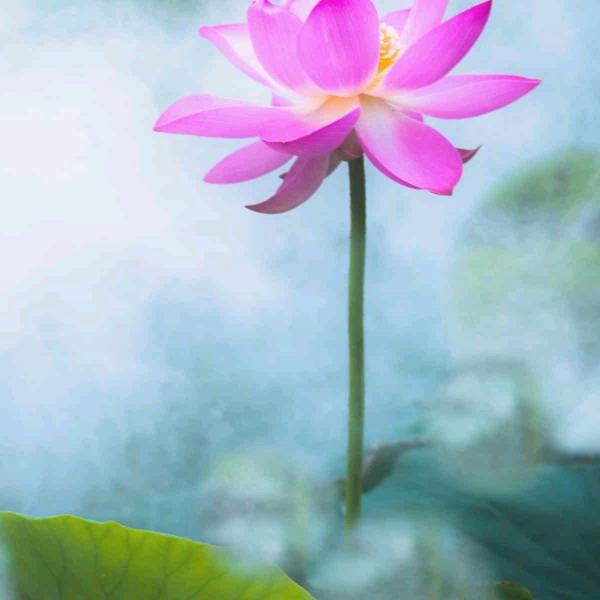 刘玉芳