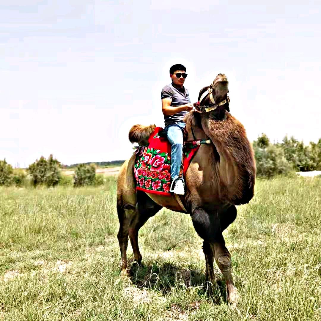 🐫阿卜杜外力🐫