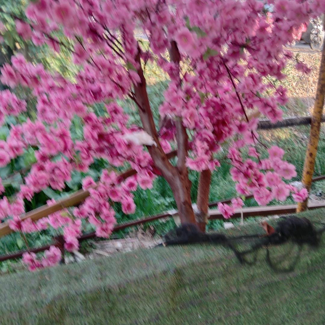 石小芳