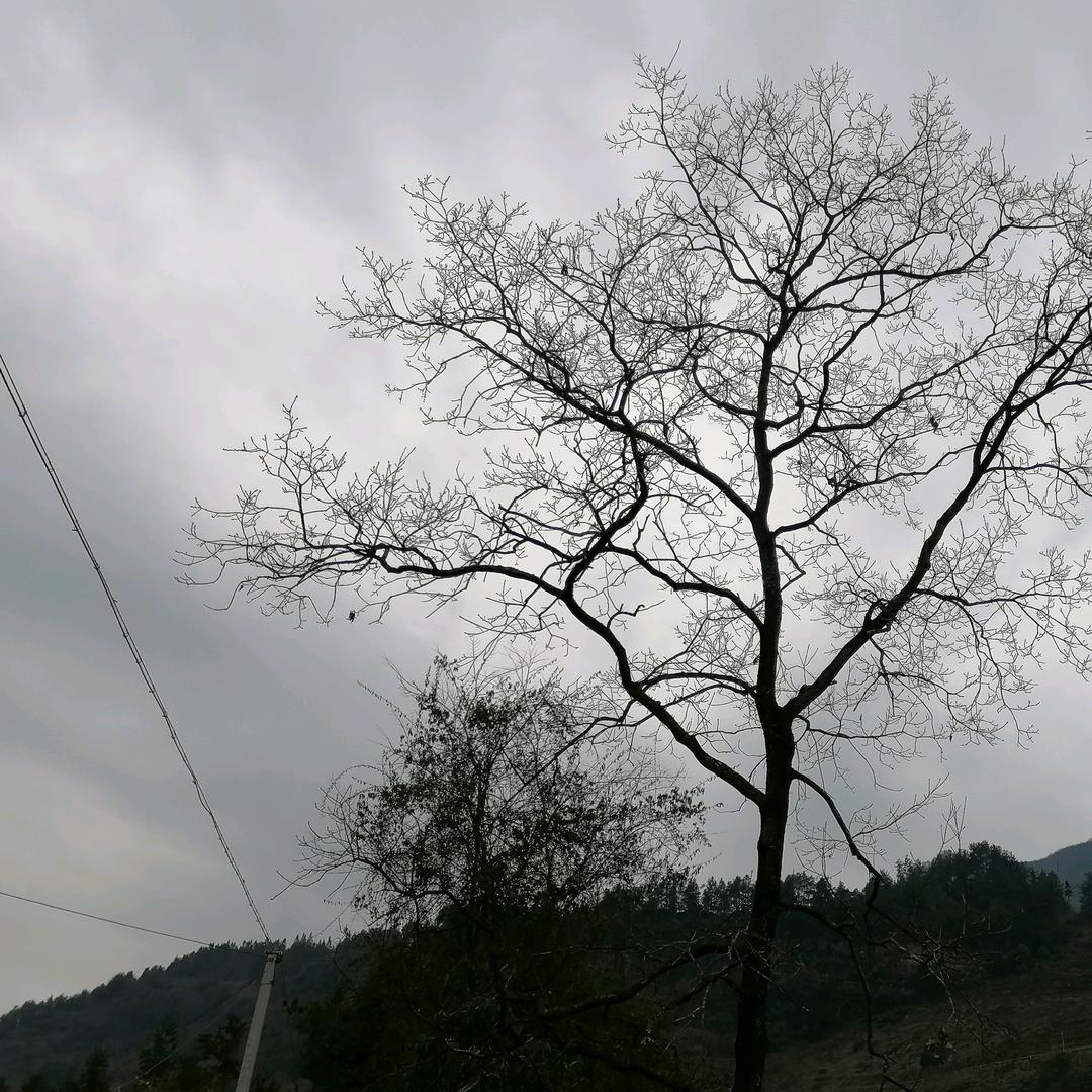 逆风飞翔