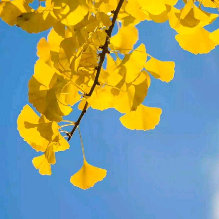 雾里看花L