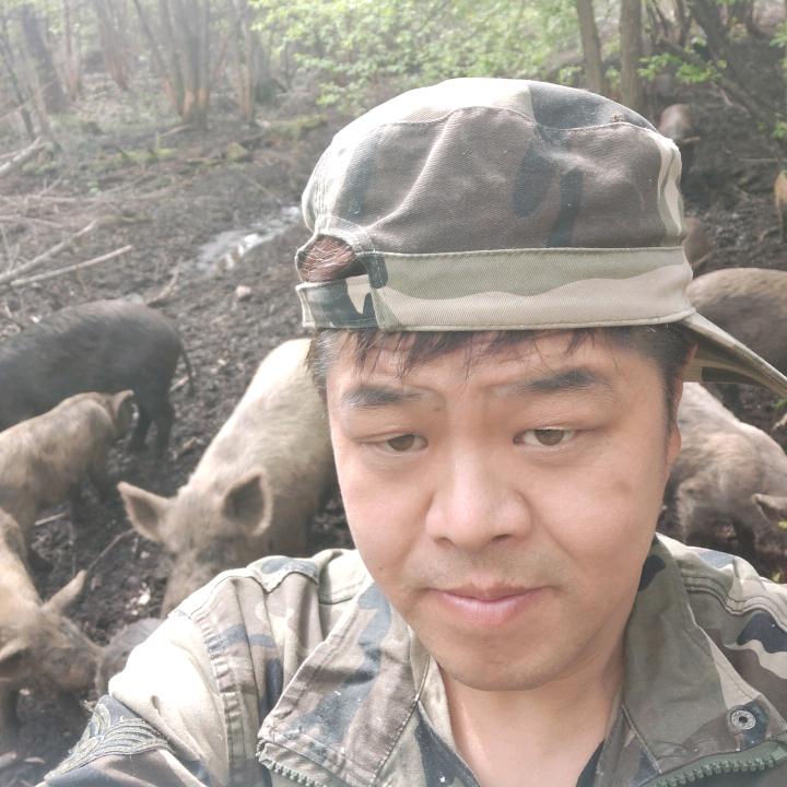 伊春野猪林
