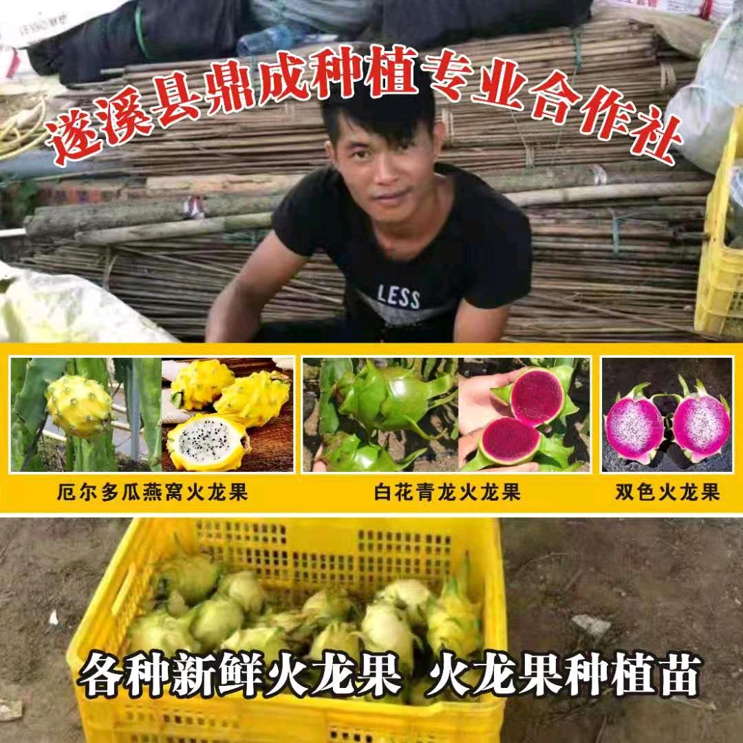 @鼎成种植