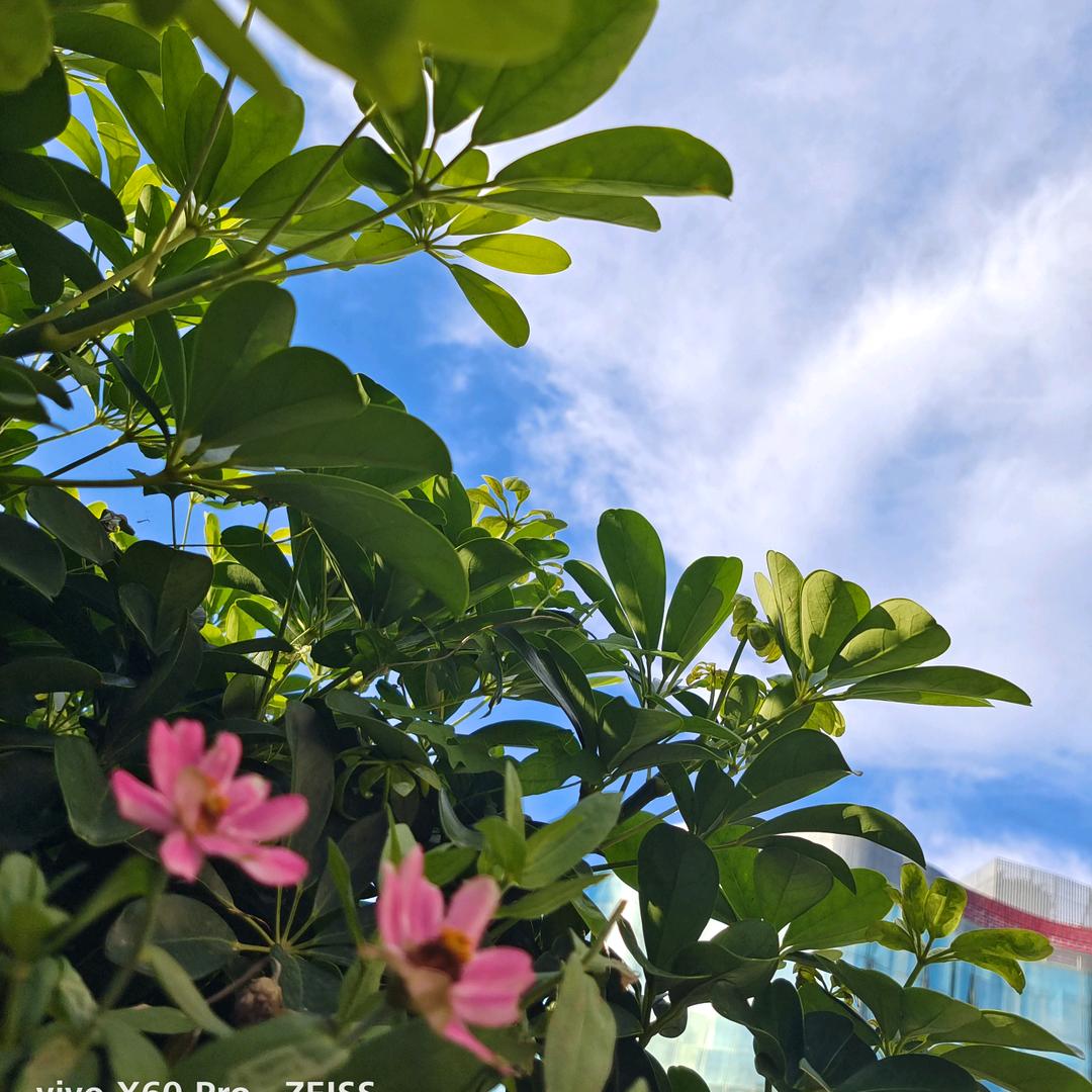 热枫