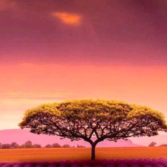 夕阳舞舞