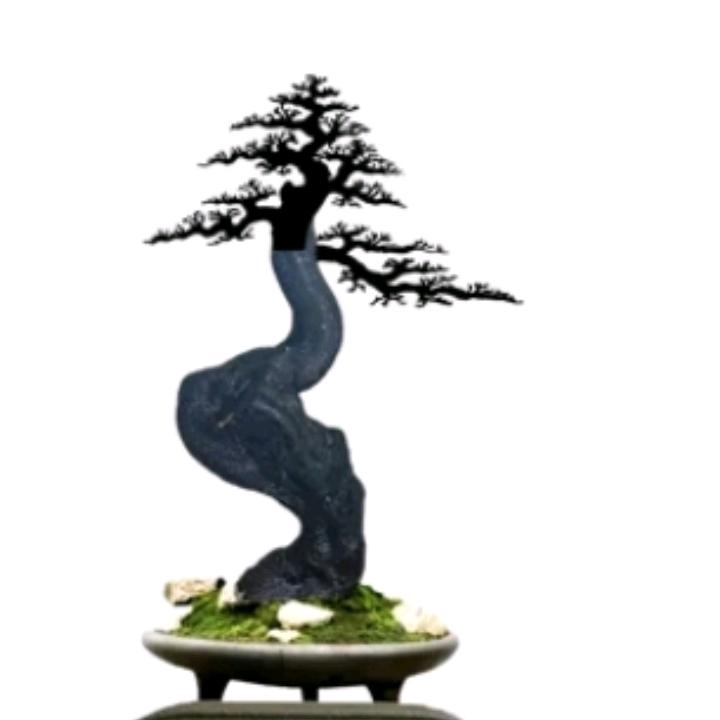 酉阳四哥金弹子盆景