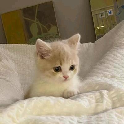 小远子