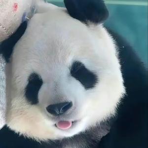 刘小胖砸的复仇计划