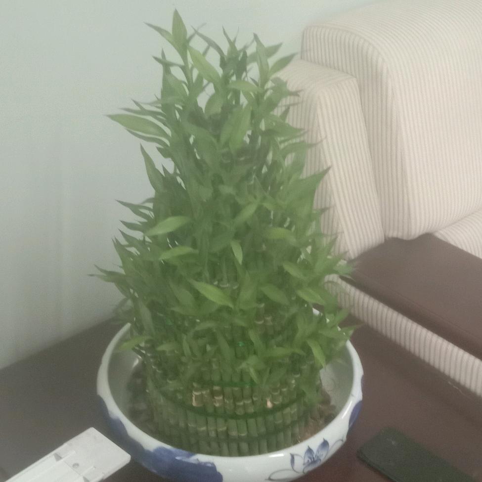 骑着毛驴下扬州