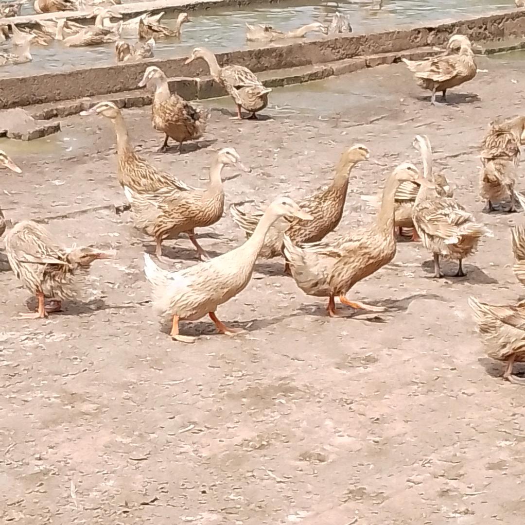 东东