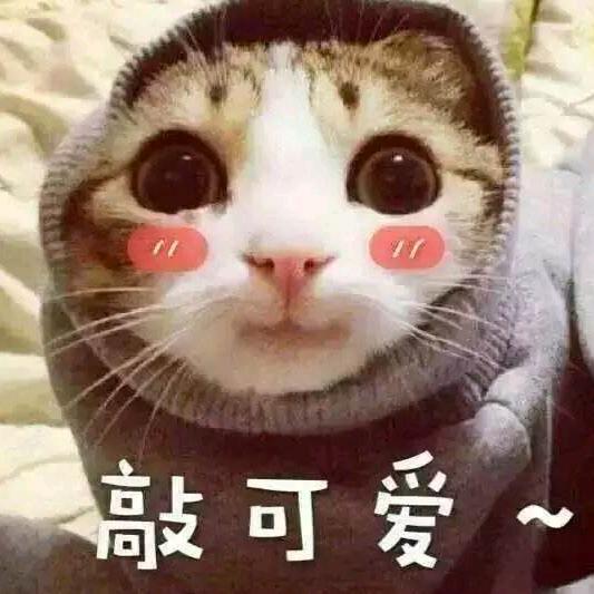 🌈🌈猫🌈🌈