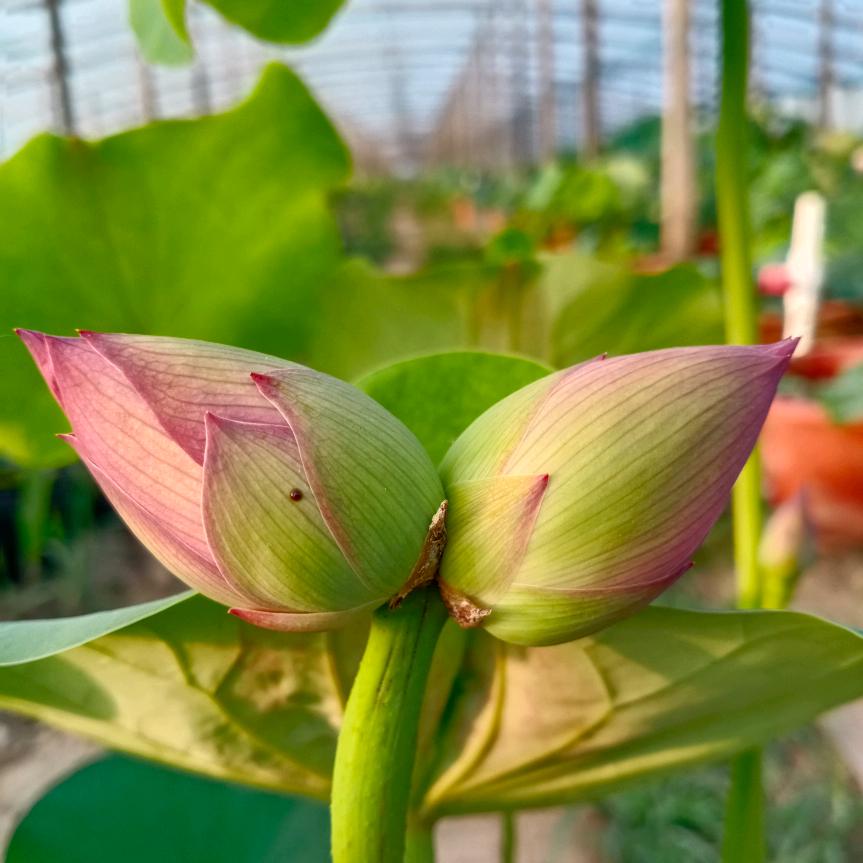 青州艳华荷花.睡莲种植基地