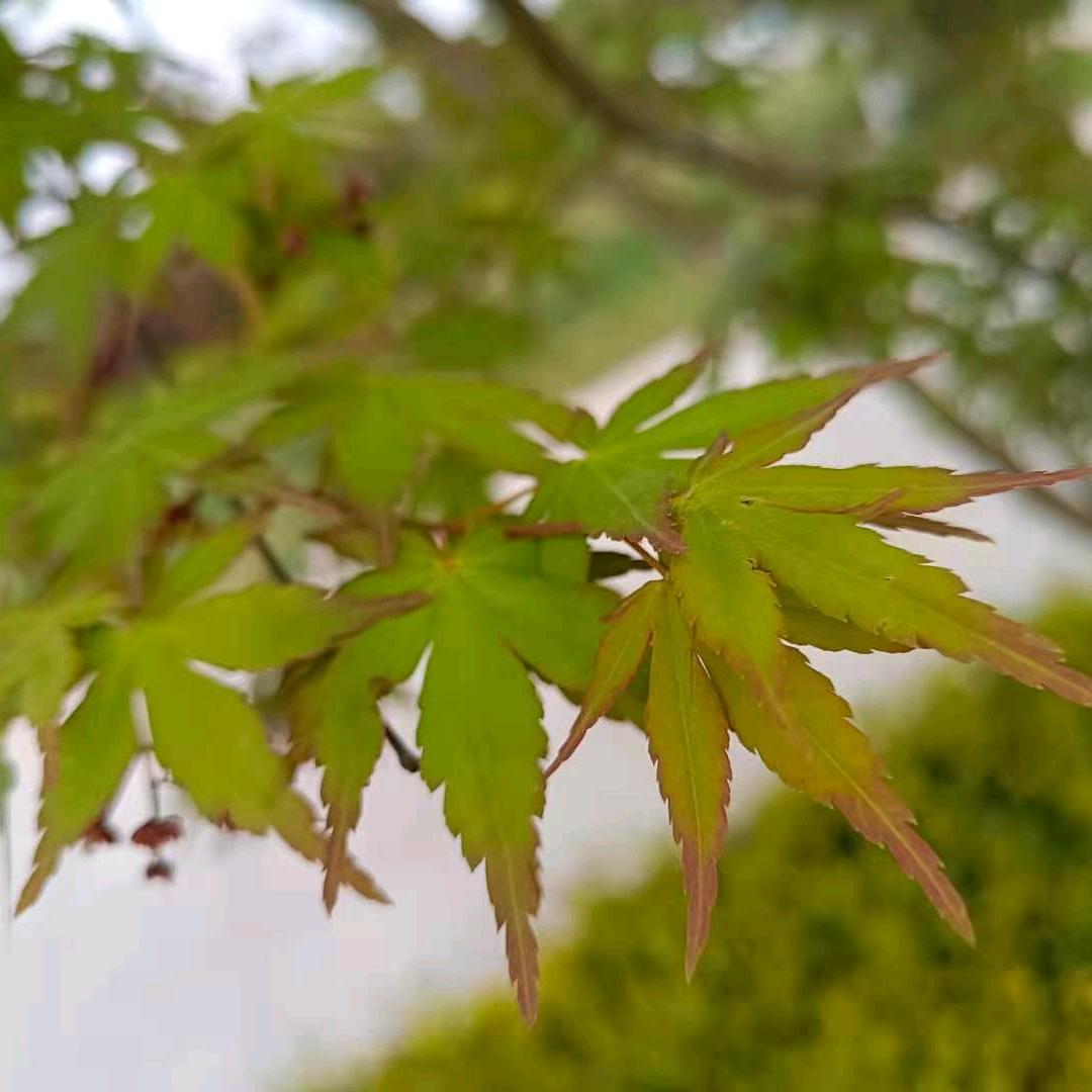 🌸喜乐年华🌸