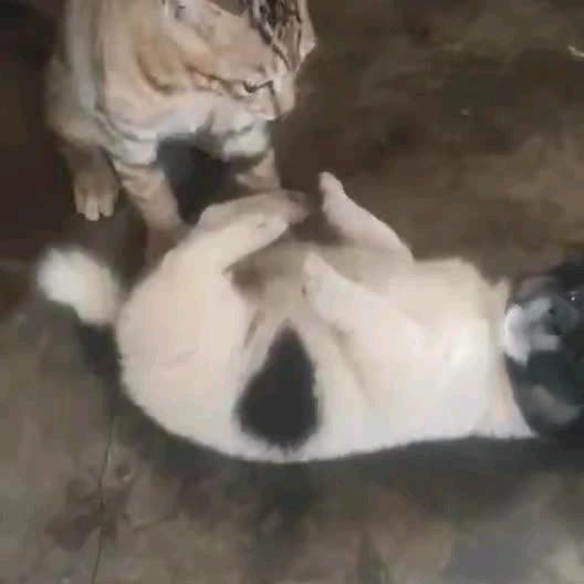 a   ＇ ゞ   加一