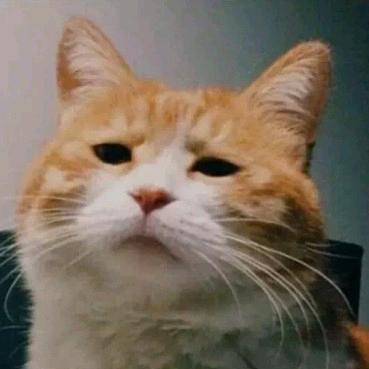 喵 🐈