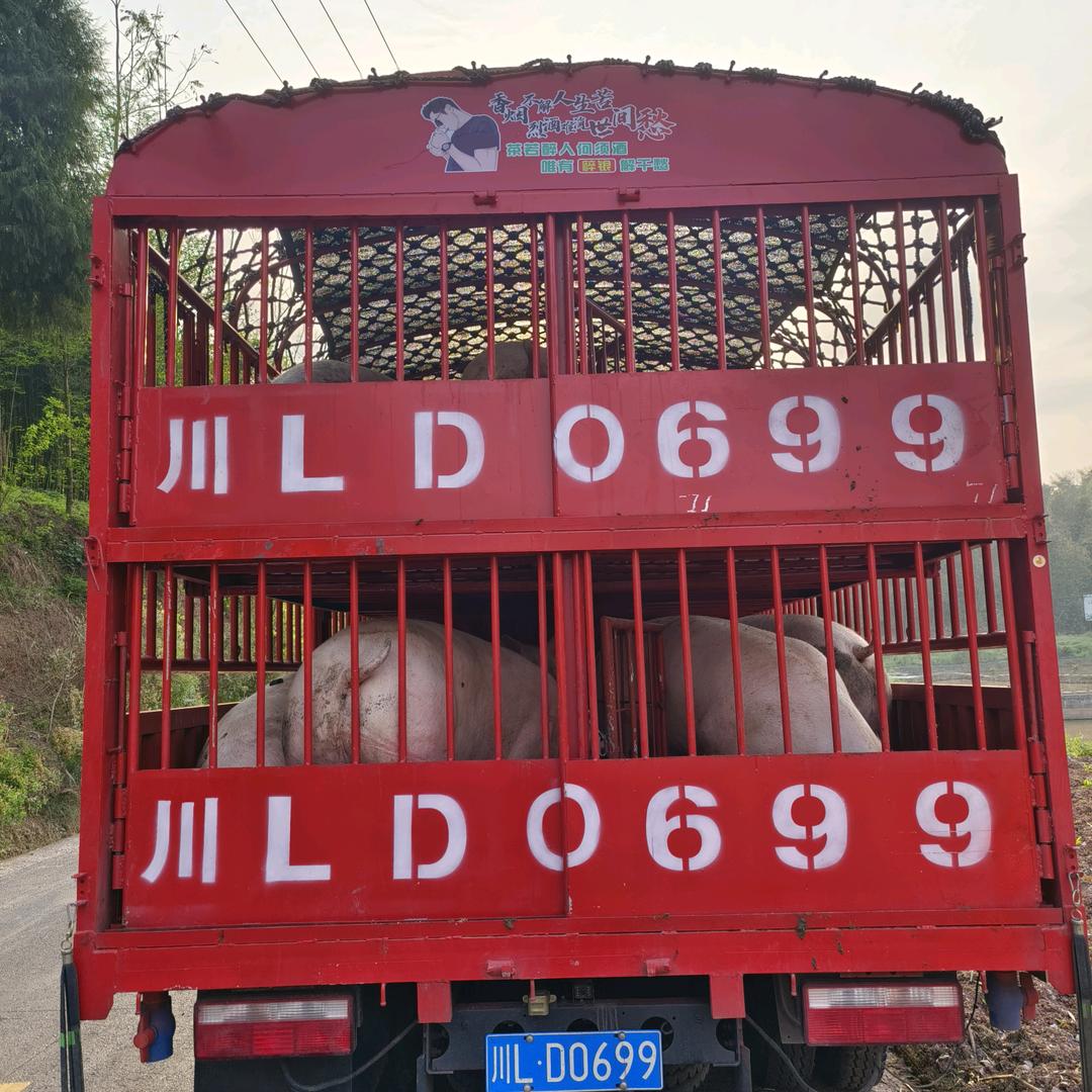 买猪小伙