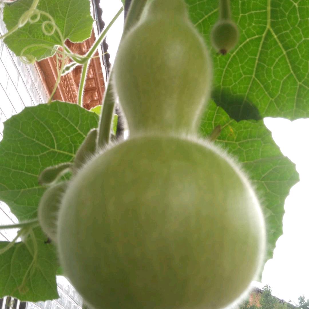 成红