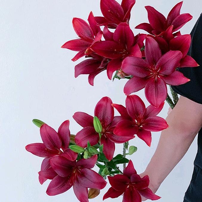 芷涵鲜花