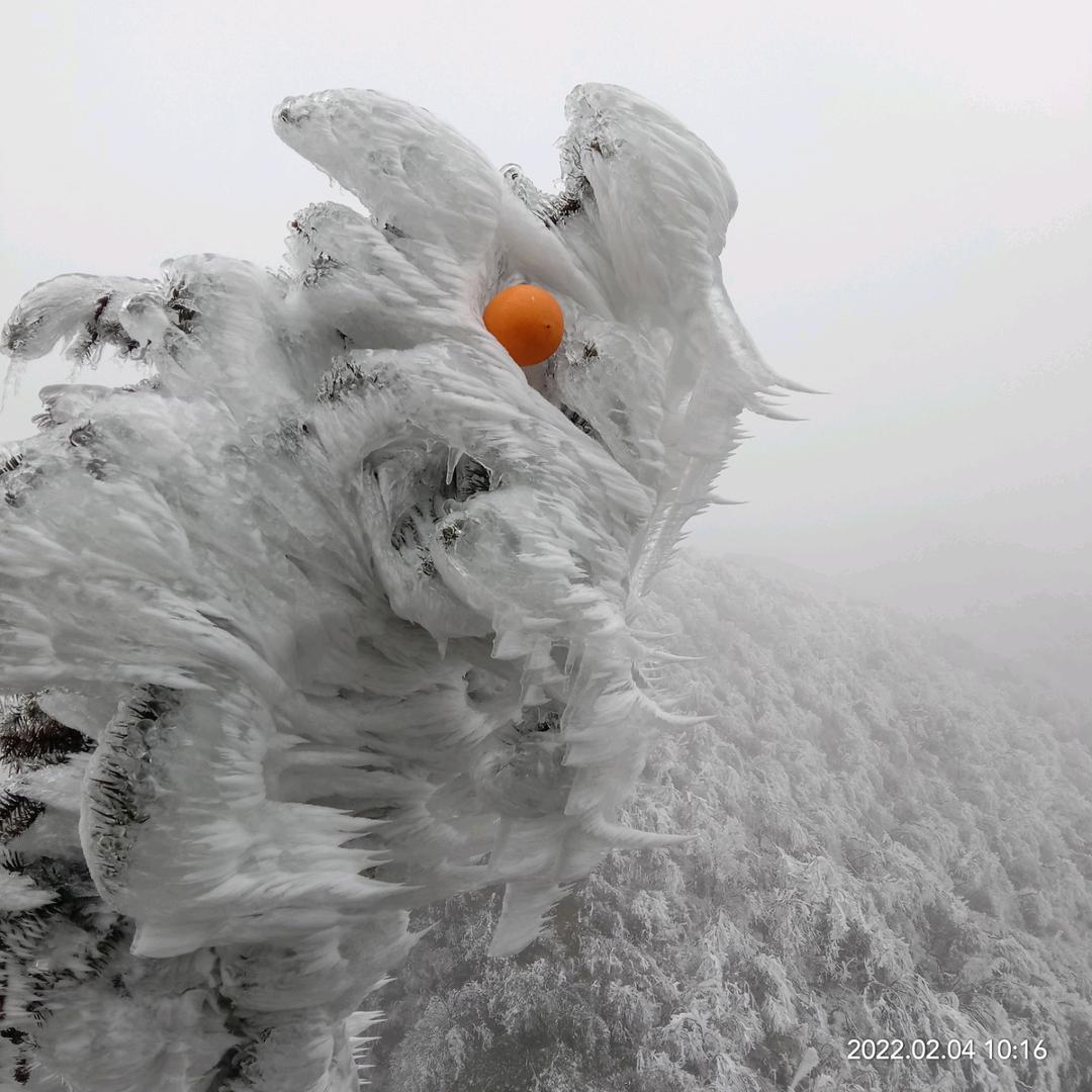 二哈哈士奇