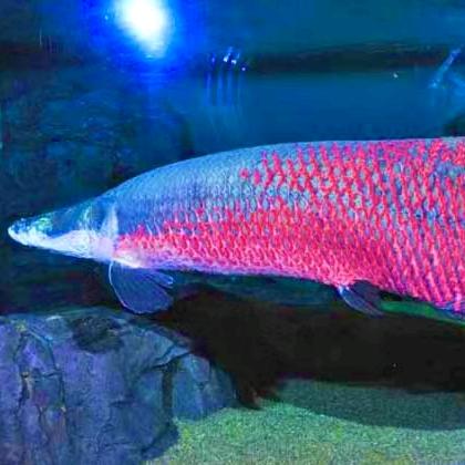 巨骨舌鱼 观赏鱼 海象鱼 海洋馆供货