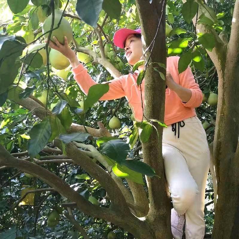 松口镇农丫柚二代