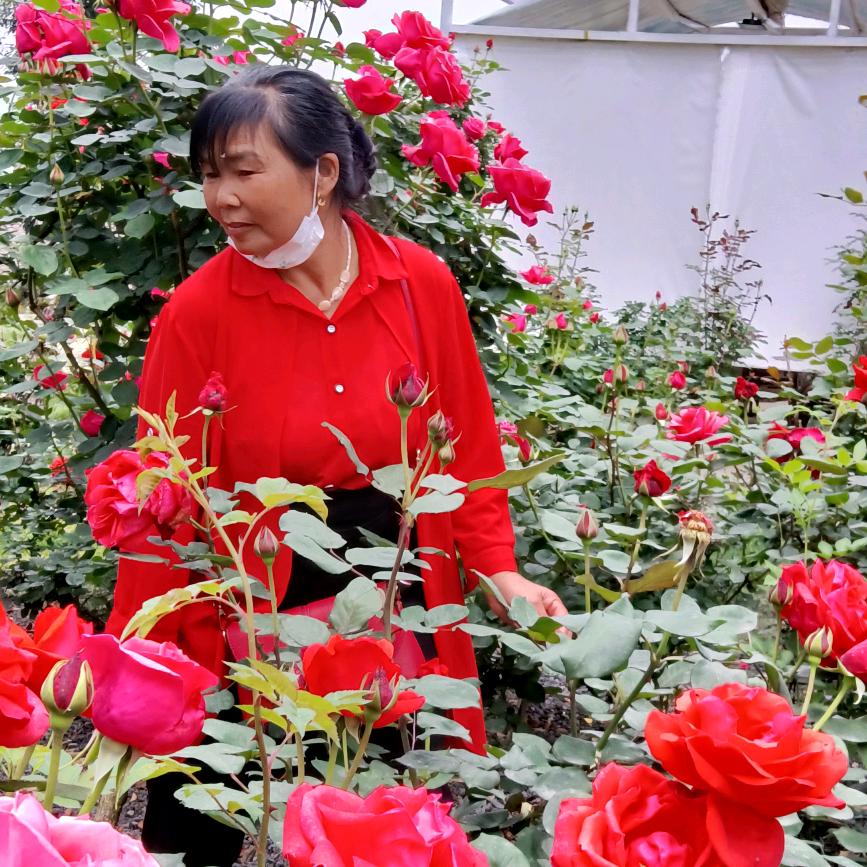 聪🌹🌹🌹🌹🌹