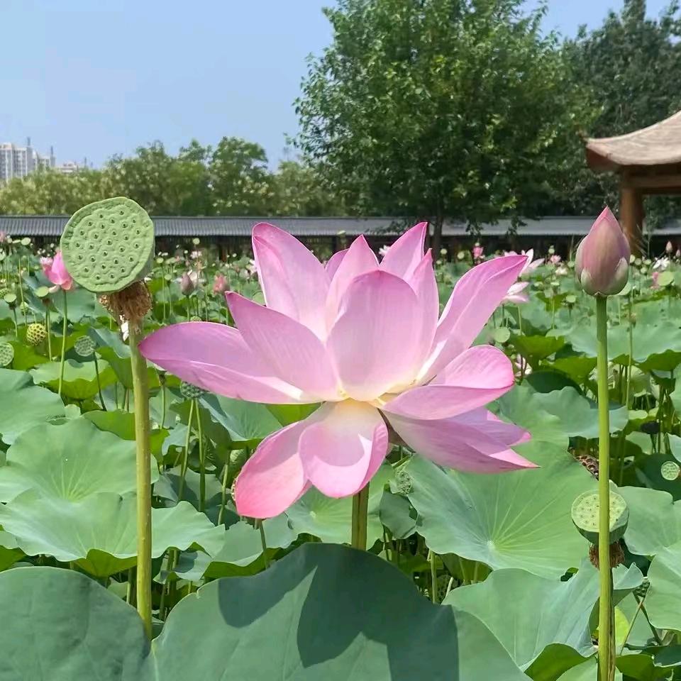 兰州卡迪高•冯哥•上善若水