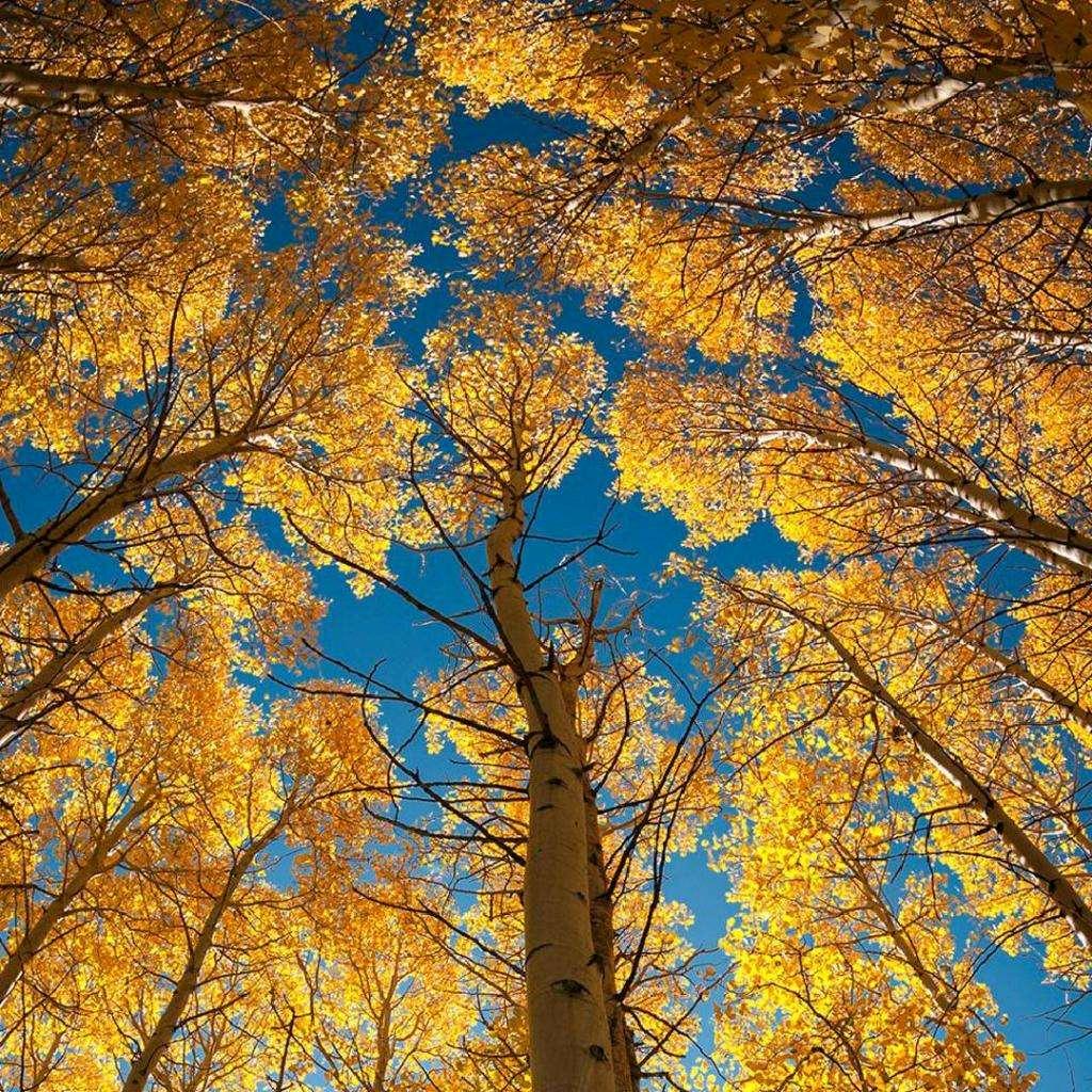 翠翠的小院生活