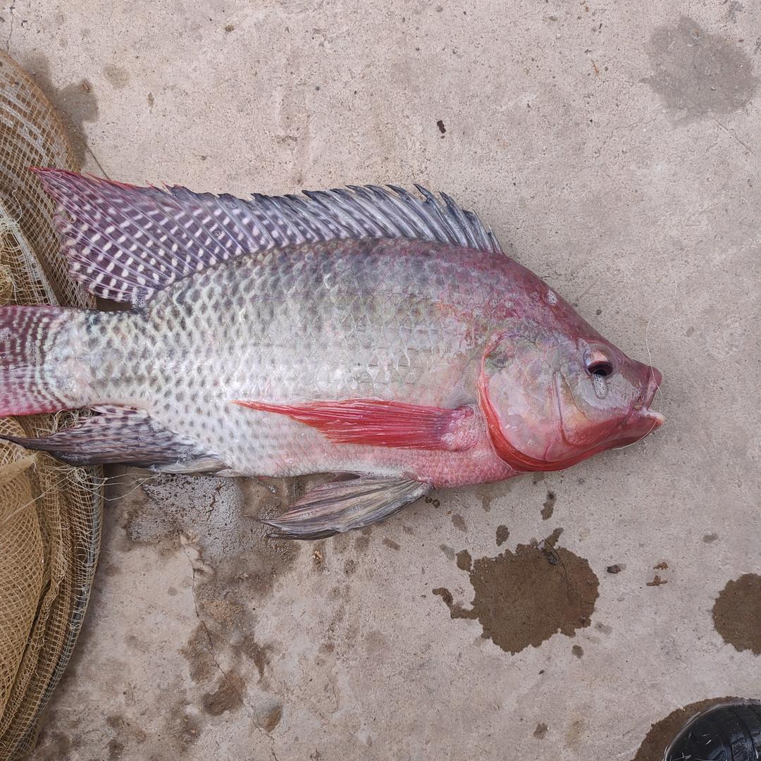 生态鱼养殖小杨