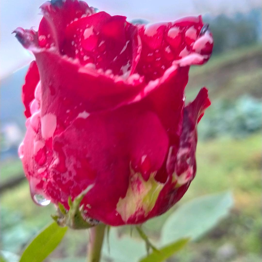 潇莎麻麻拒绝私聊