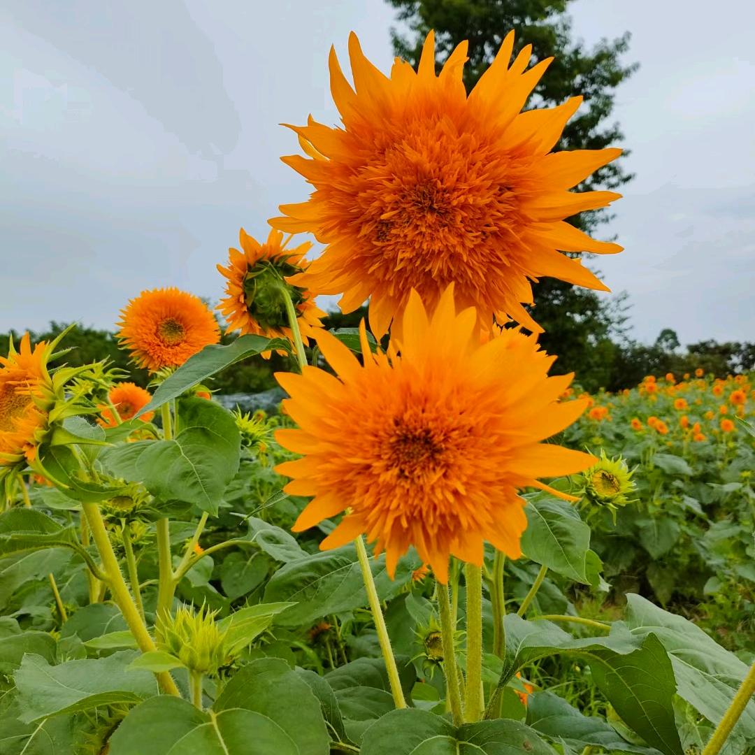 拉萨摩运🌻