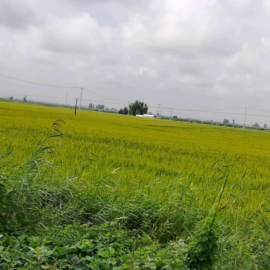 志鑫米业有限公司