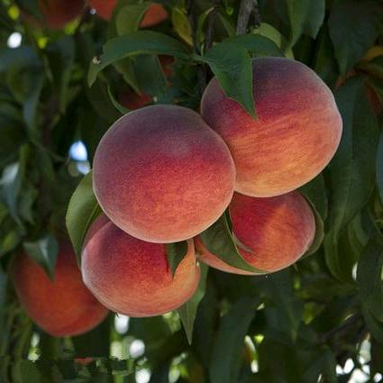 溆浦果香家庭农场