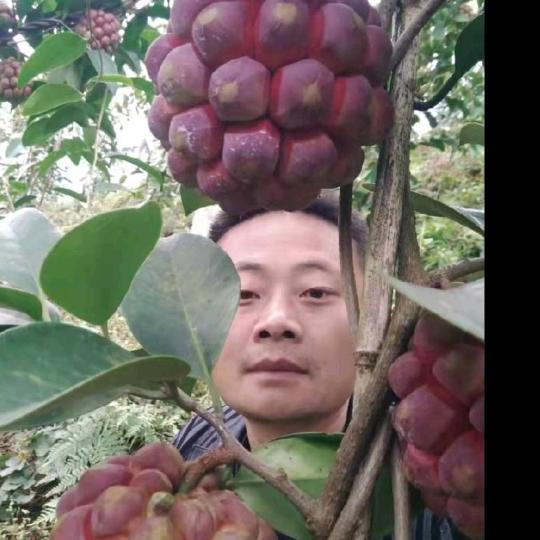 南宝山珍惜野生水果科研基地