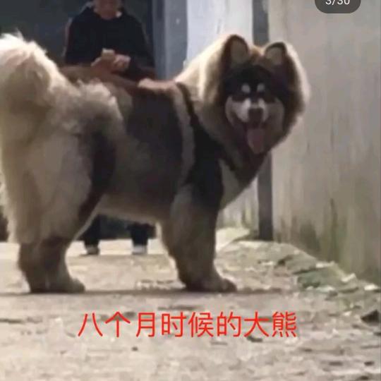影姐家的阿拉斯加Plus
