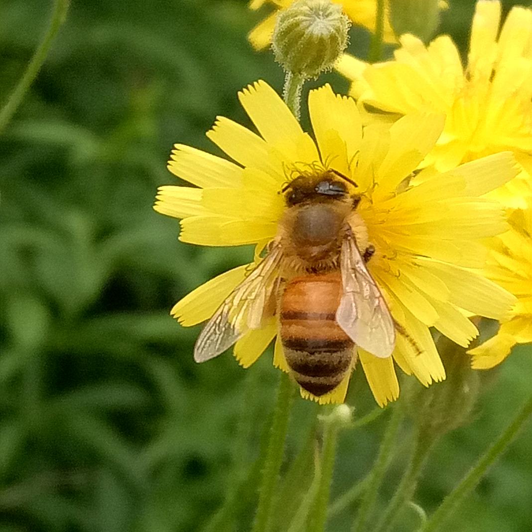 伊春林蜂成熟蜜基地李爱民