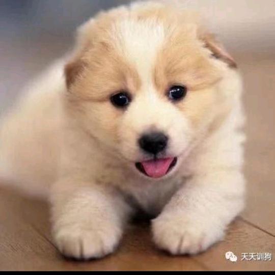 圆月