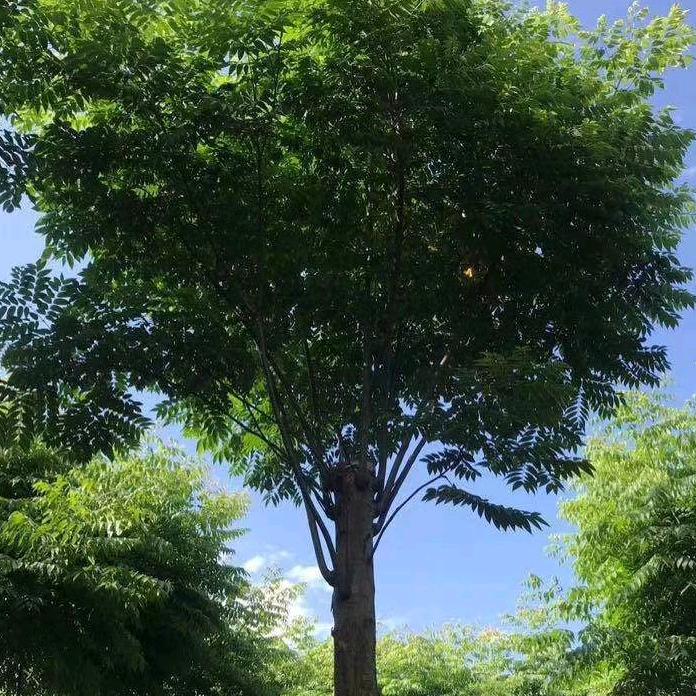 高低杆精品染井