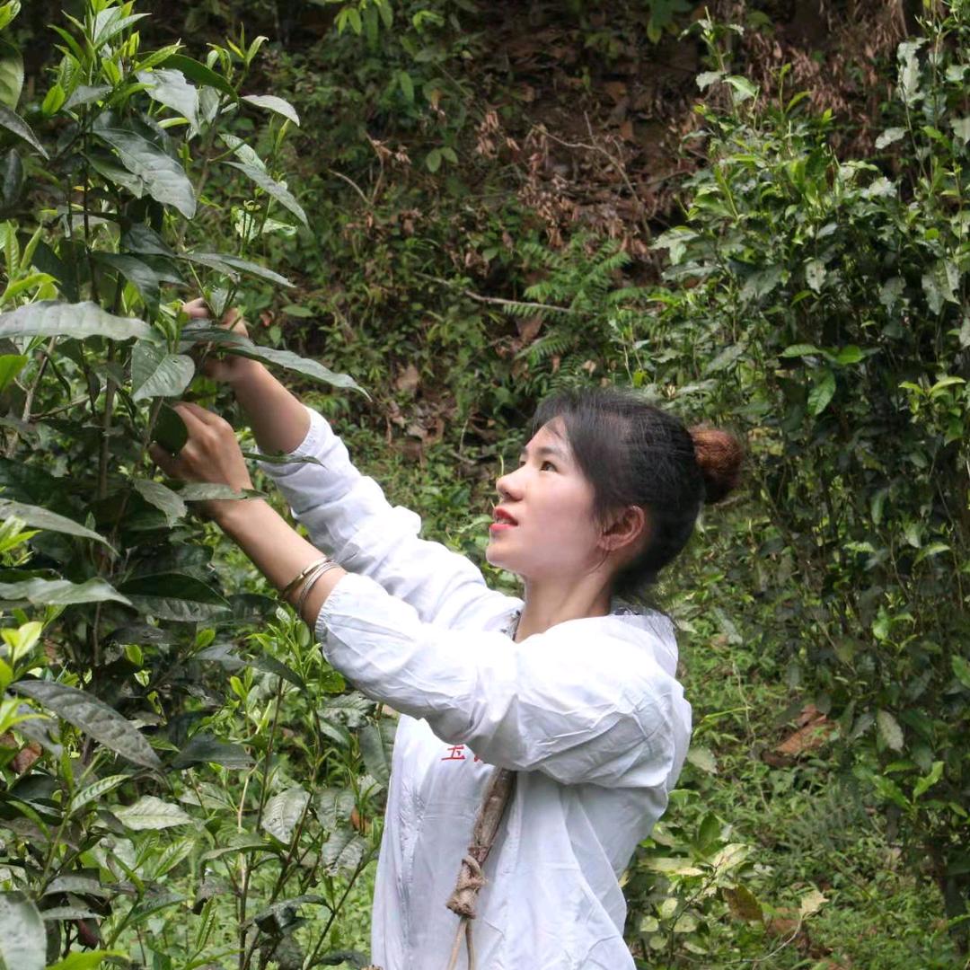贞姑娘的小茶店