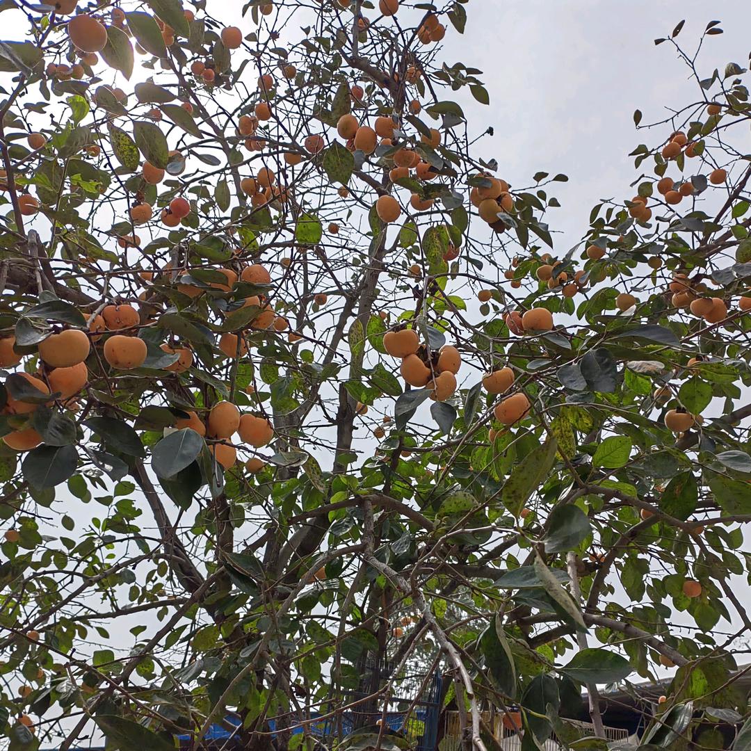 承诺芳芳