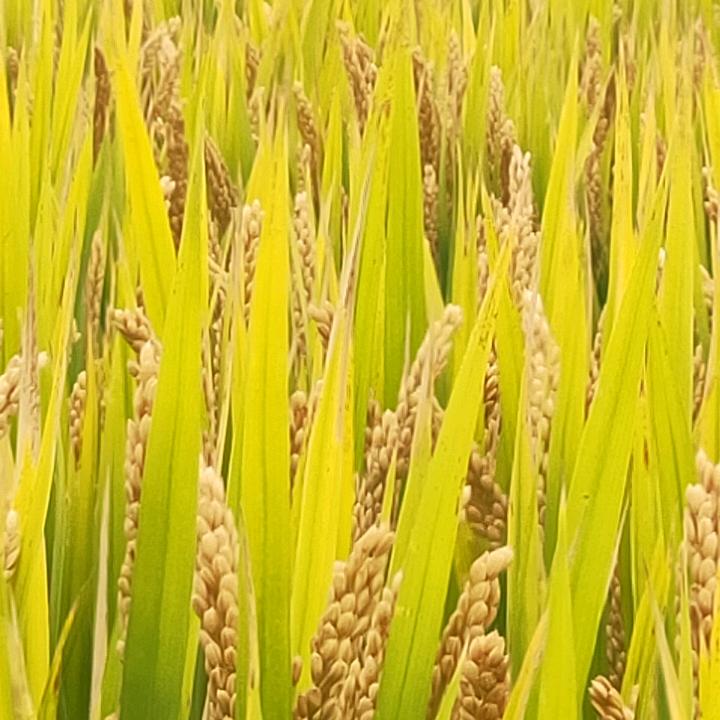 嗨，阿珍她找你😝