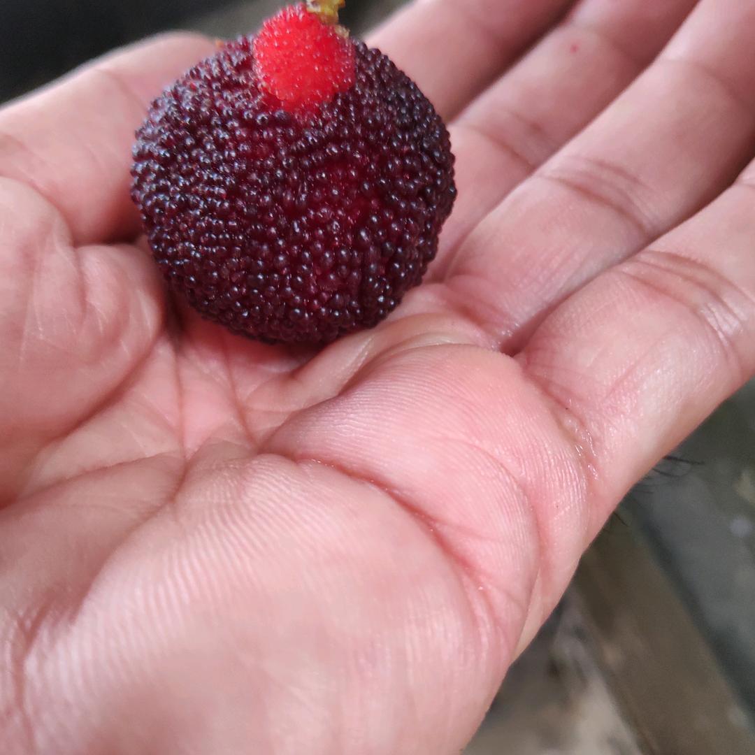 阿桂
